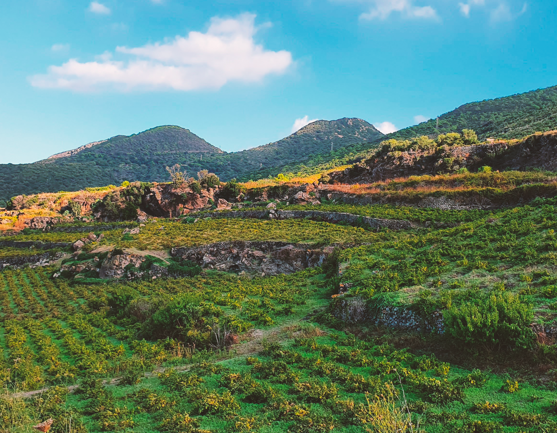 Paesaggio Agrario Pantesco Aromi del Vento