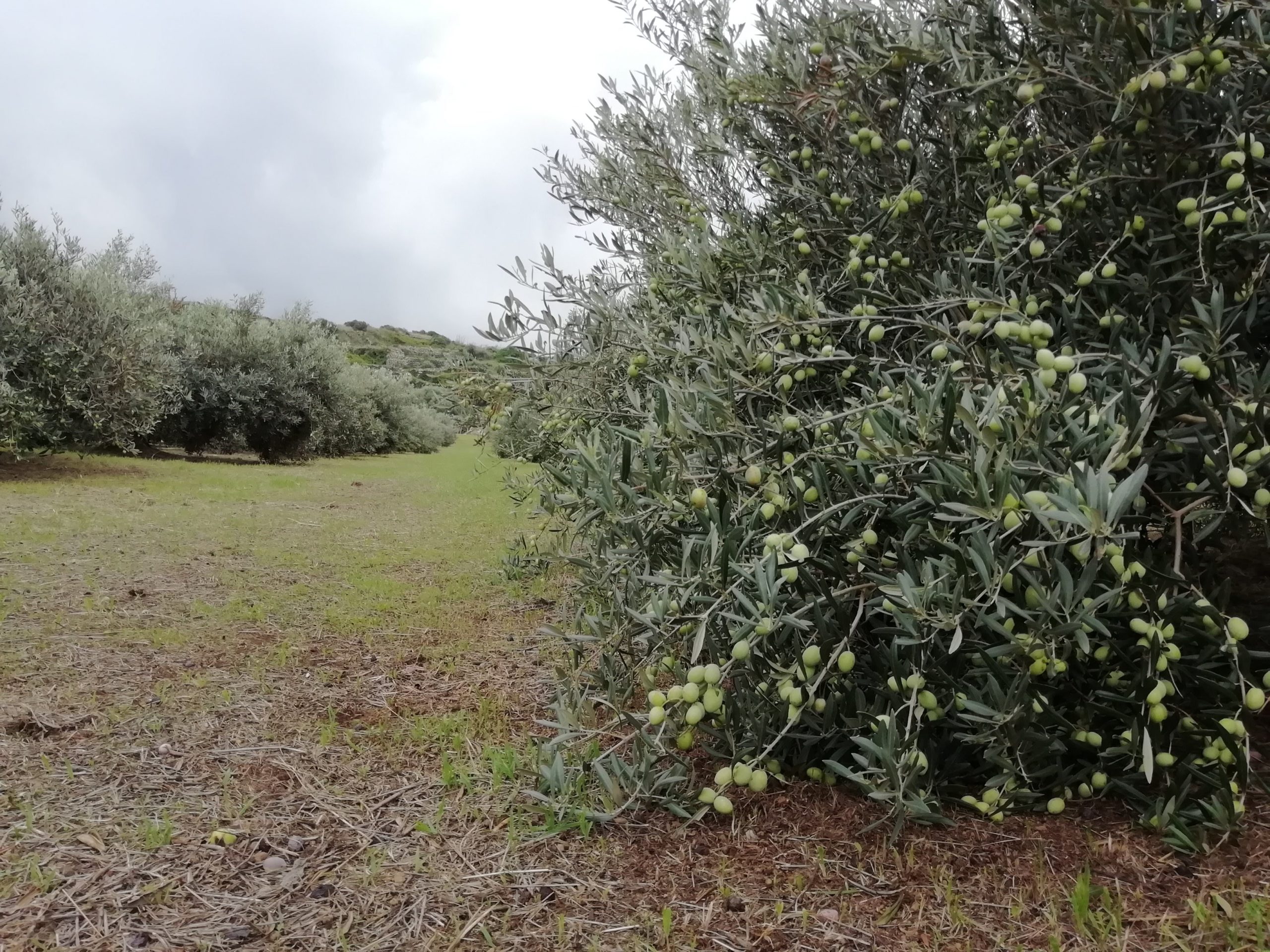 L'immagine mostra un albero di olivo di Pantelleria carico di olive allevato con metodo strisciante secondo la tradizione pantesca