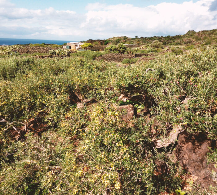 Coltivazione Eroica in Aridocoltura a Pantelleria