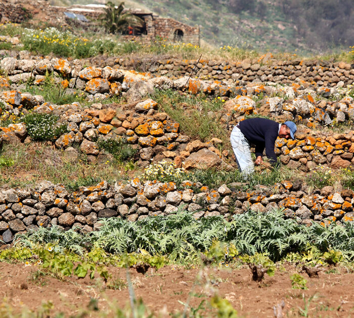 Parco Nazionale Isola di Pantelleria | Contadino Pantesco che prepara le conche a Pantelleria | foto di Paola Valenza | Home di Aromi del Vento