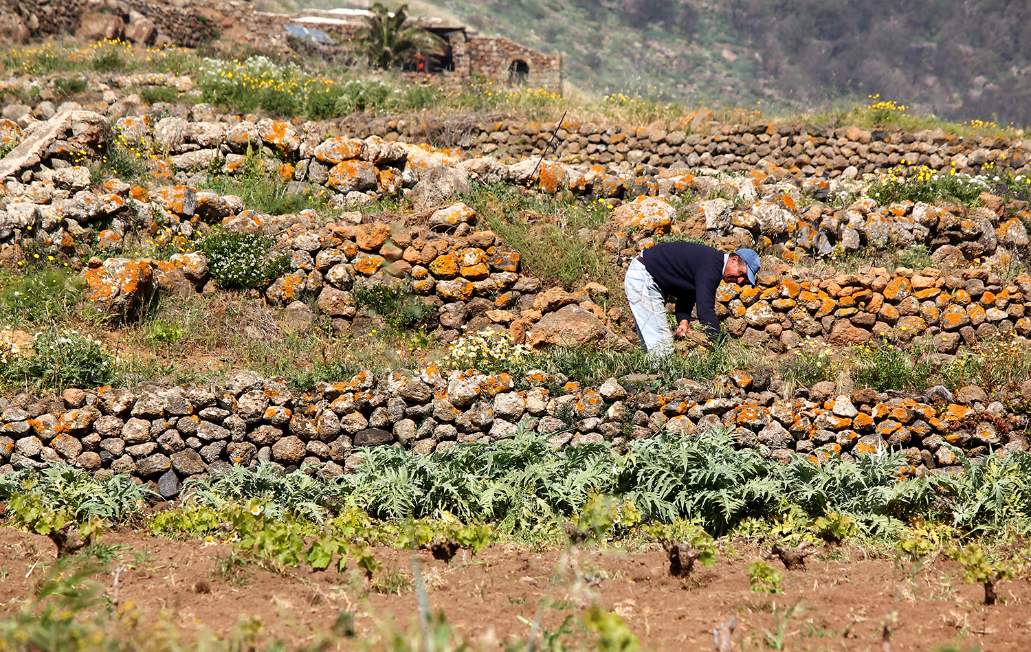 Parco Nazionale Isola di Pantelleria | Contadino Pantesco che prepara le conche a Pantelleria | foto di Paola Valenza | Home di Aromi del Vento