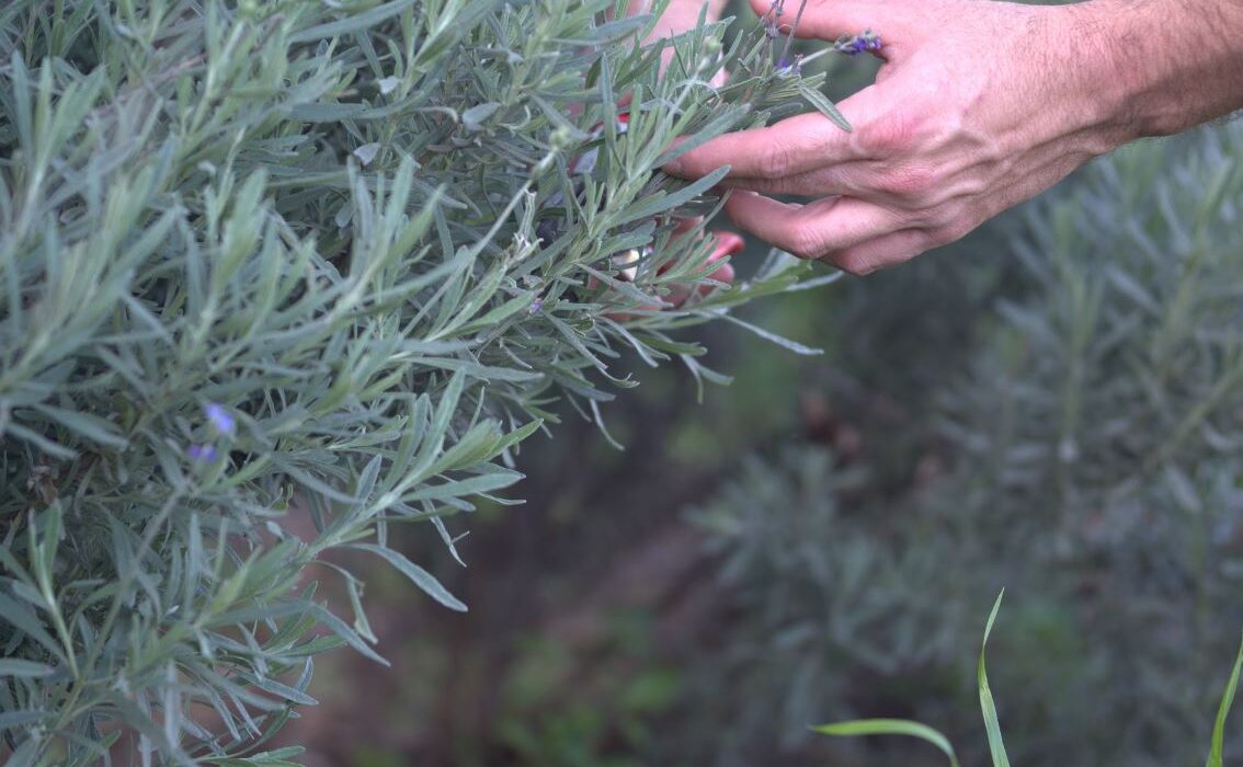 Azienda Agricola Biologica Pantelleria - Mani che potano la Lavanda Vulcanica di Aromi del Vento