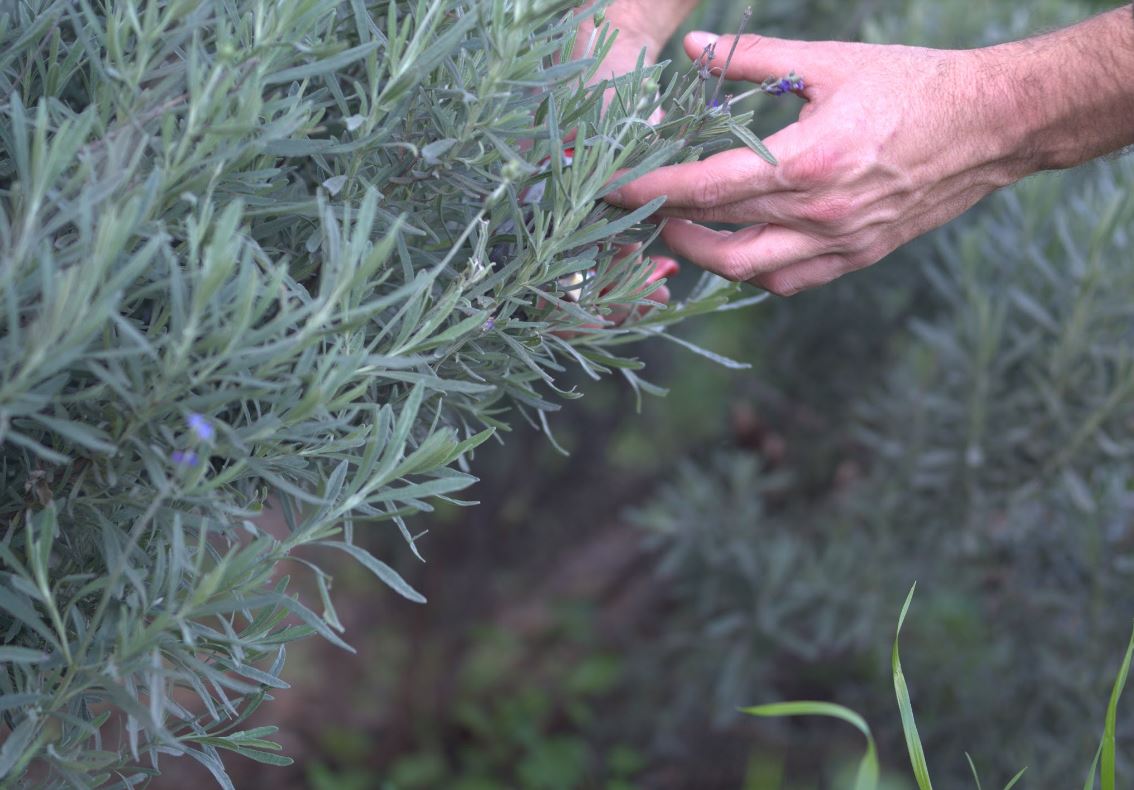 Azienda Agricola Biologica Pantelleria - Mani che potano la Lavanda Vulcanica di Aromi del Vento