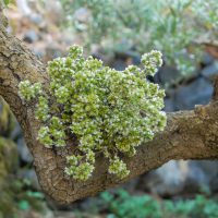 Bustina di Origano Vulcanico® di Pantelleria