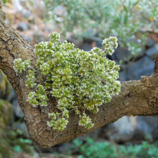 Bustina di Origano Vulcanico® di Pantelleria