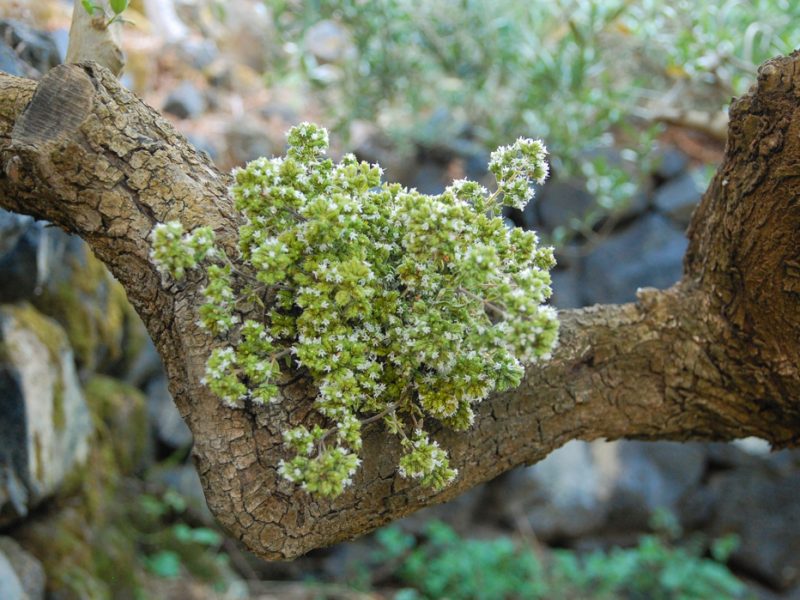 Bustina di Origano Vulcanico® di Pantelleria