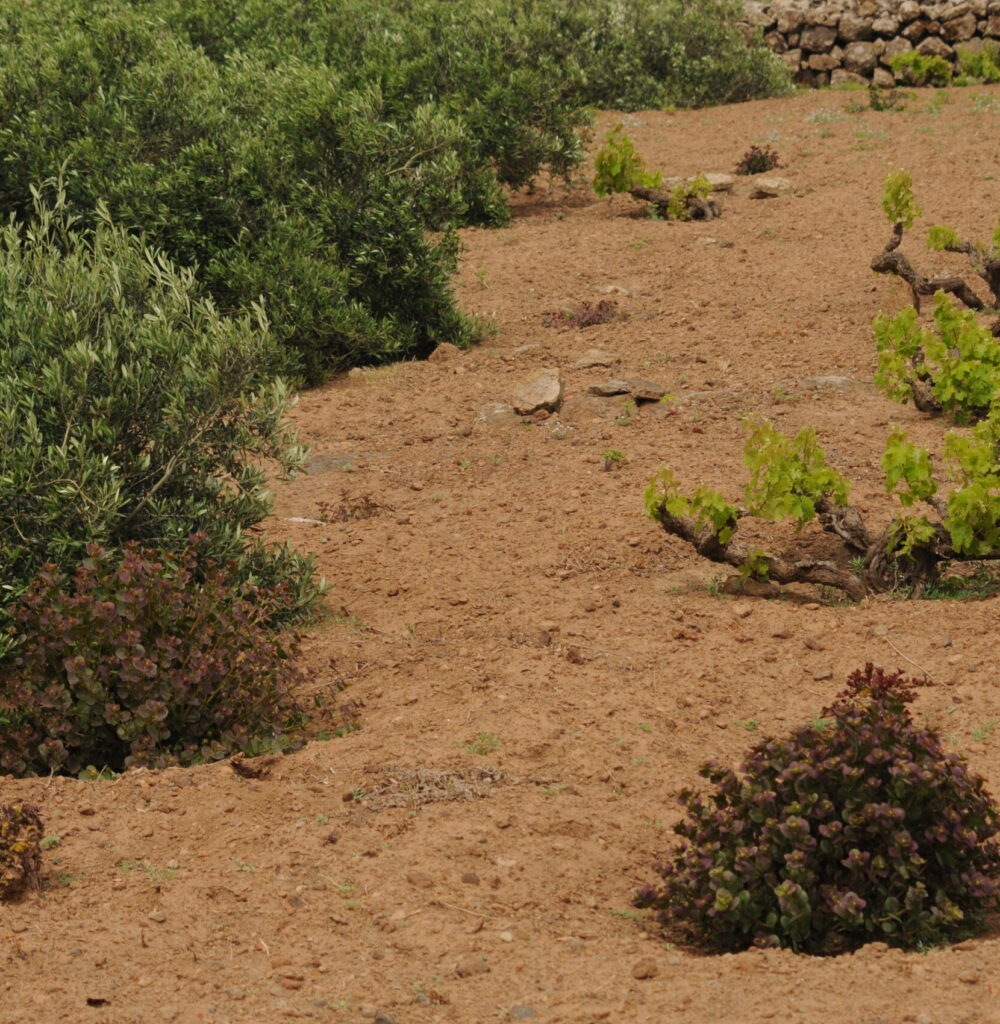 Consociazione agricola in aridocoltura tra capperi, alberelli panteschi e olivi striscianti a Pantelleria