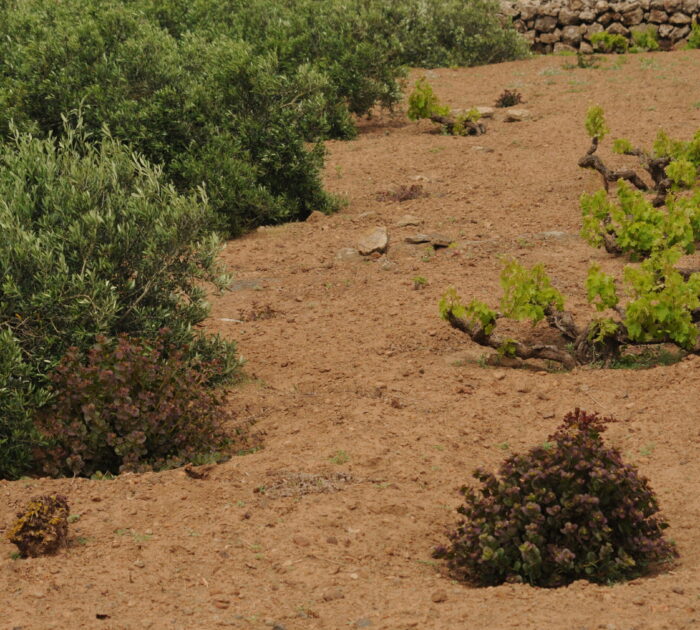 Consociazione agricola in aridocoltura tra capperi, alberelli panteschi e olivi striscianti a Pantelleria