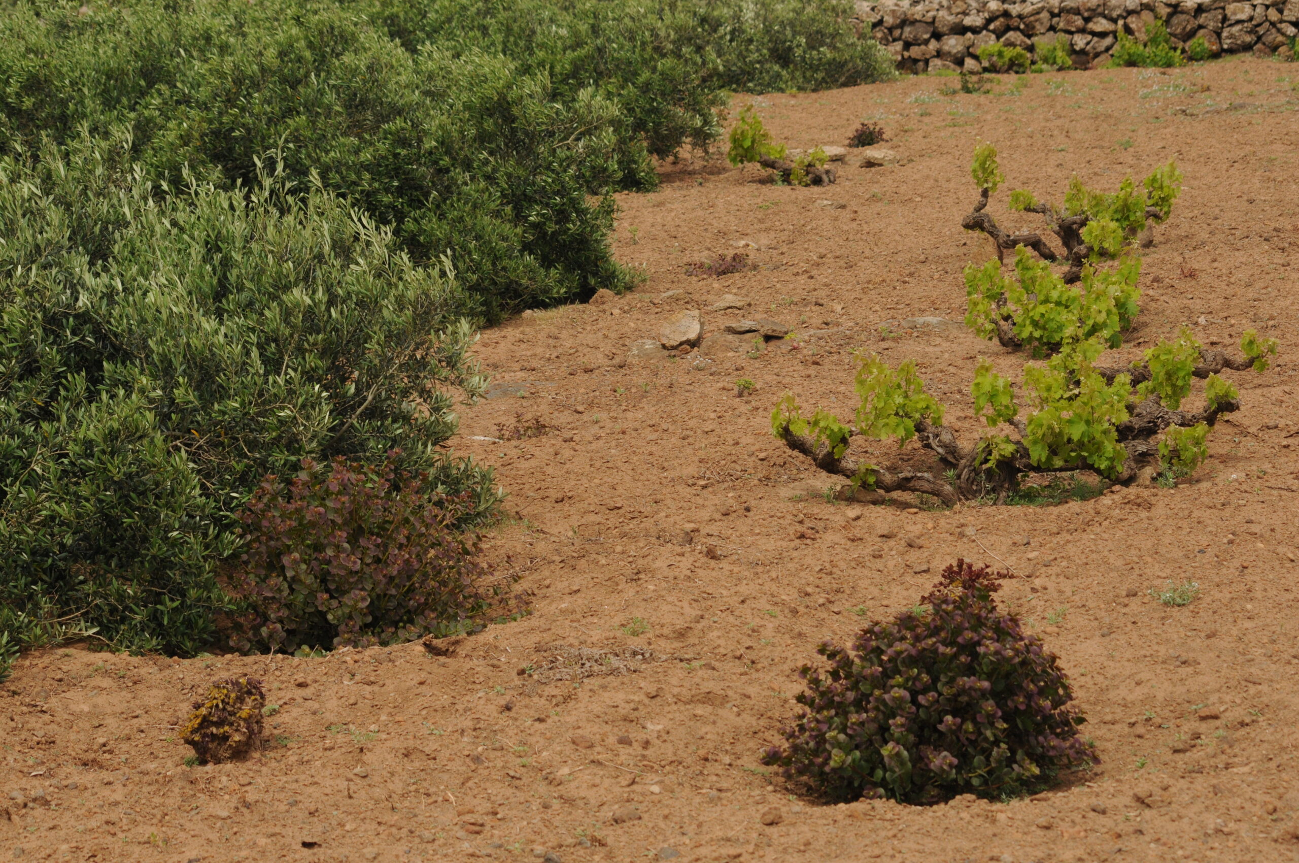 Consociazione agricola in aridocoltura tra capperi, alberelli panteschi e olivi striscianti a Pantelleria