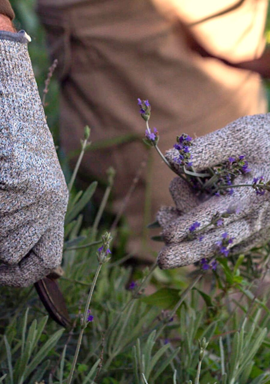 Raccolta della lavanda a Pantelleria | Aromi del Vento