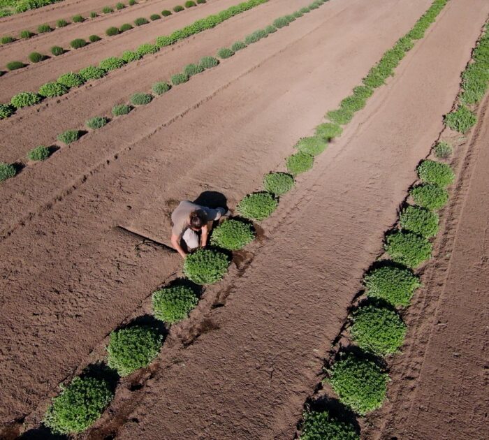 Aridocoltura in Azienda Agricola Pantelleria - Erbe Aromatiche -Aromi del Vento