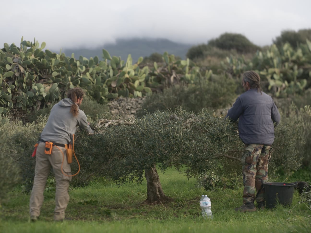 Olio ExtraVergine di Oliva di Pantelleria - Potatura Strisciante