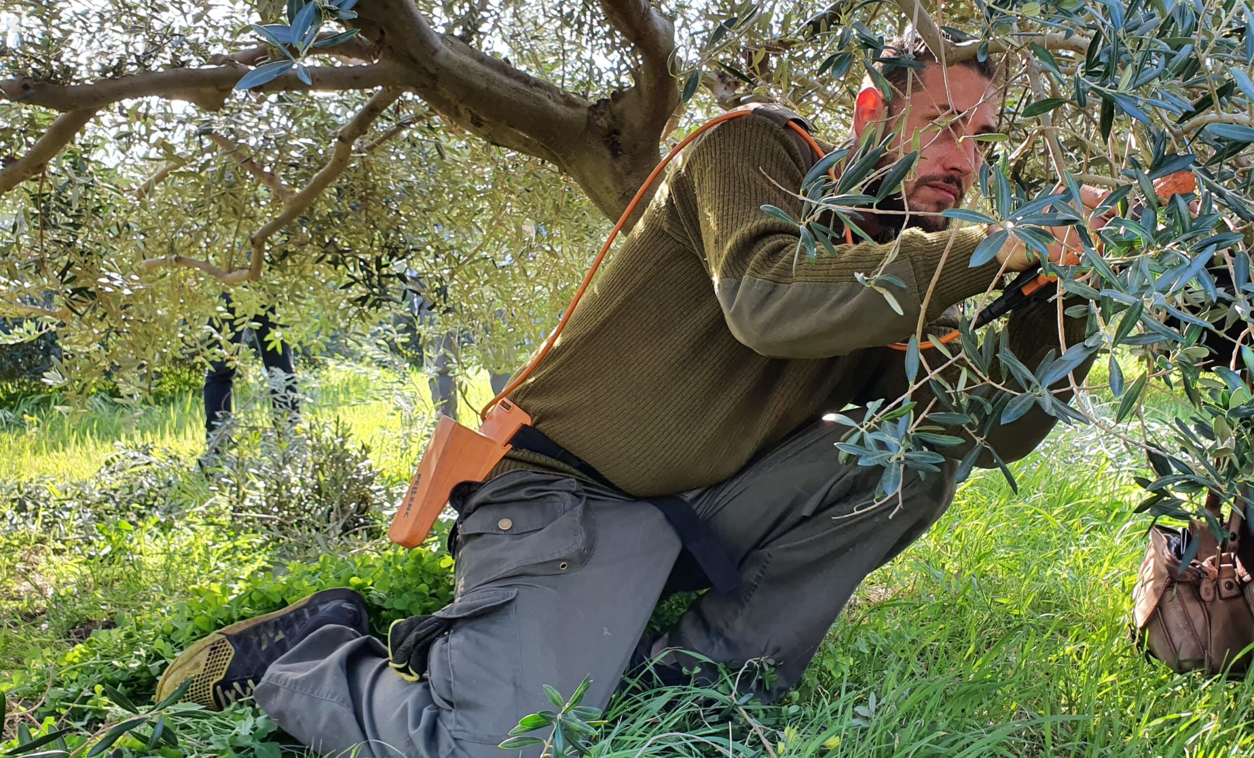 Potatura alberi di olivo a Pantelleria